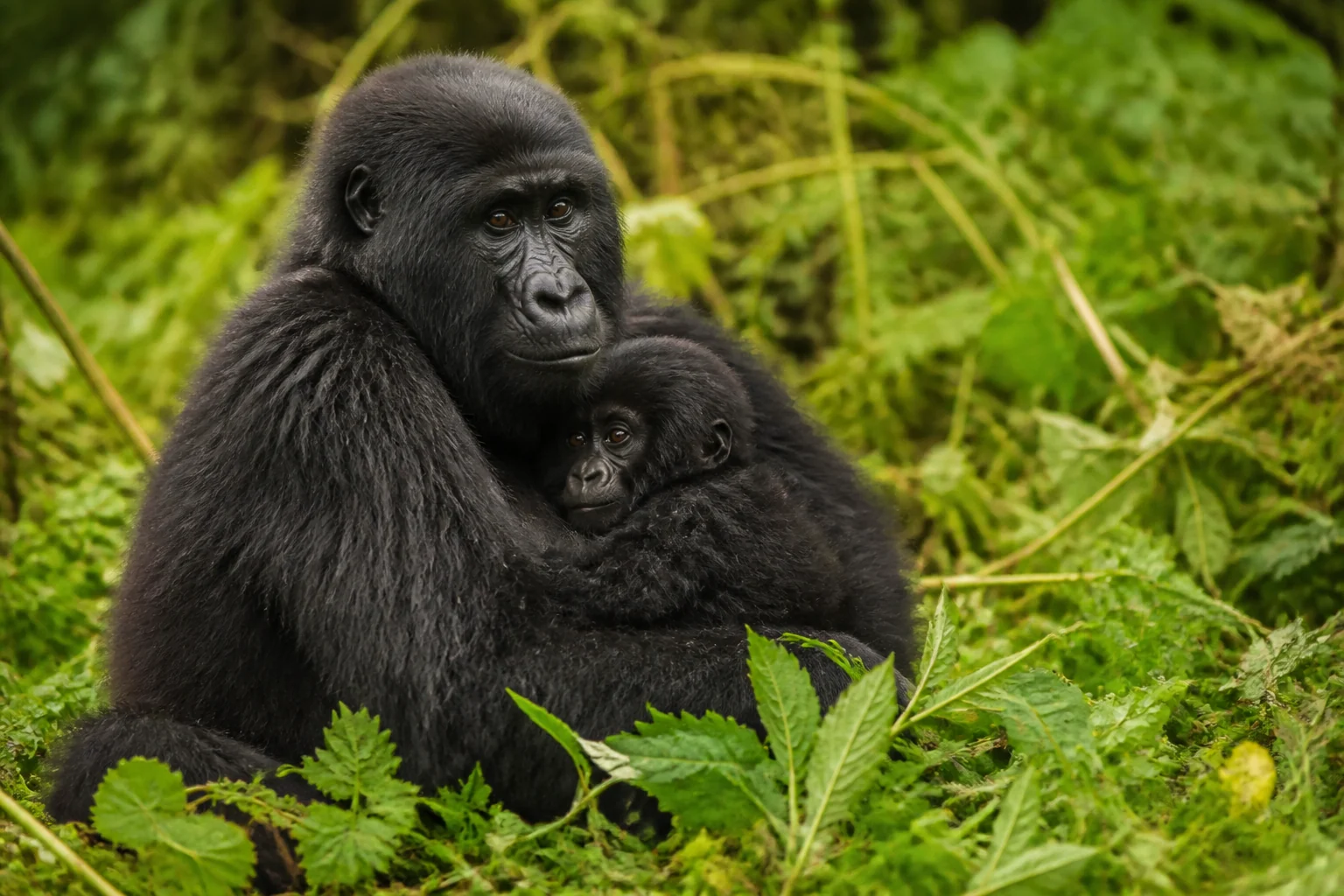Gorilla trekking with luxury comfort in Rwanda